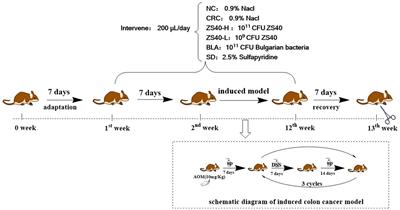 Effect of Lactobacillus fermentum ZS40 on the NF-κB signaling pathway in an azomethane-dextran sulfate sodium-induced colon cancer mouse model